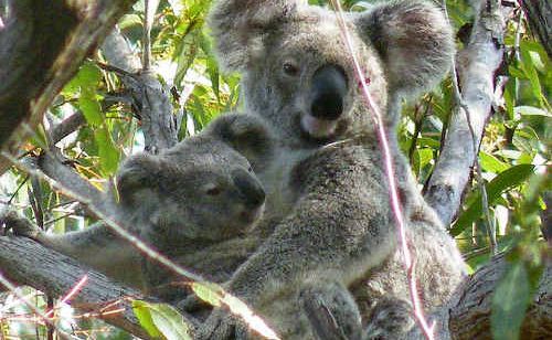 Amamoor koala colonies are considered some of the region’s healthiest. Amamoor koala colonies are considered some of the region’s healthiest.